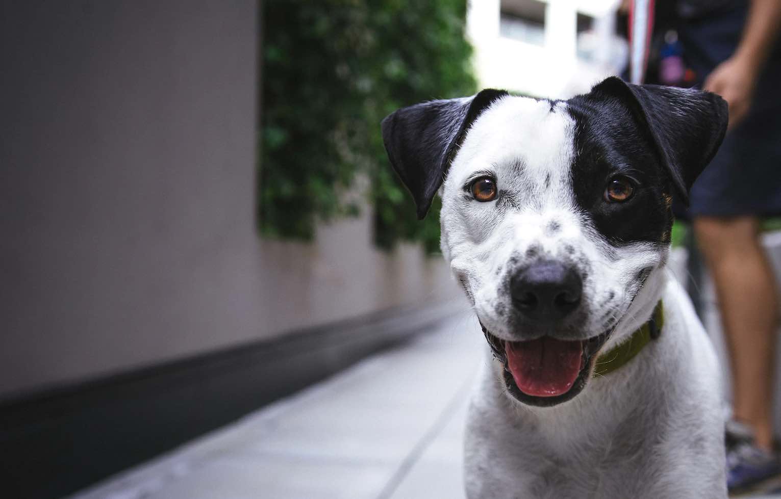 Gli italiani spendono per ‘Fido’ millecinquecento euro all’anno