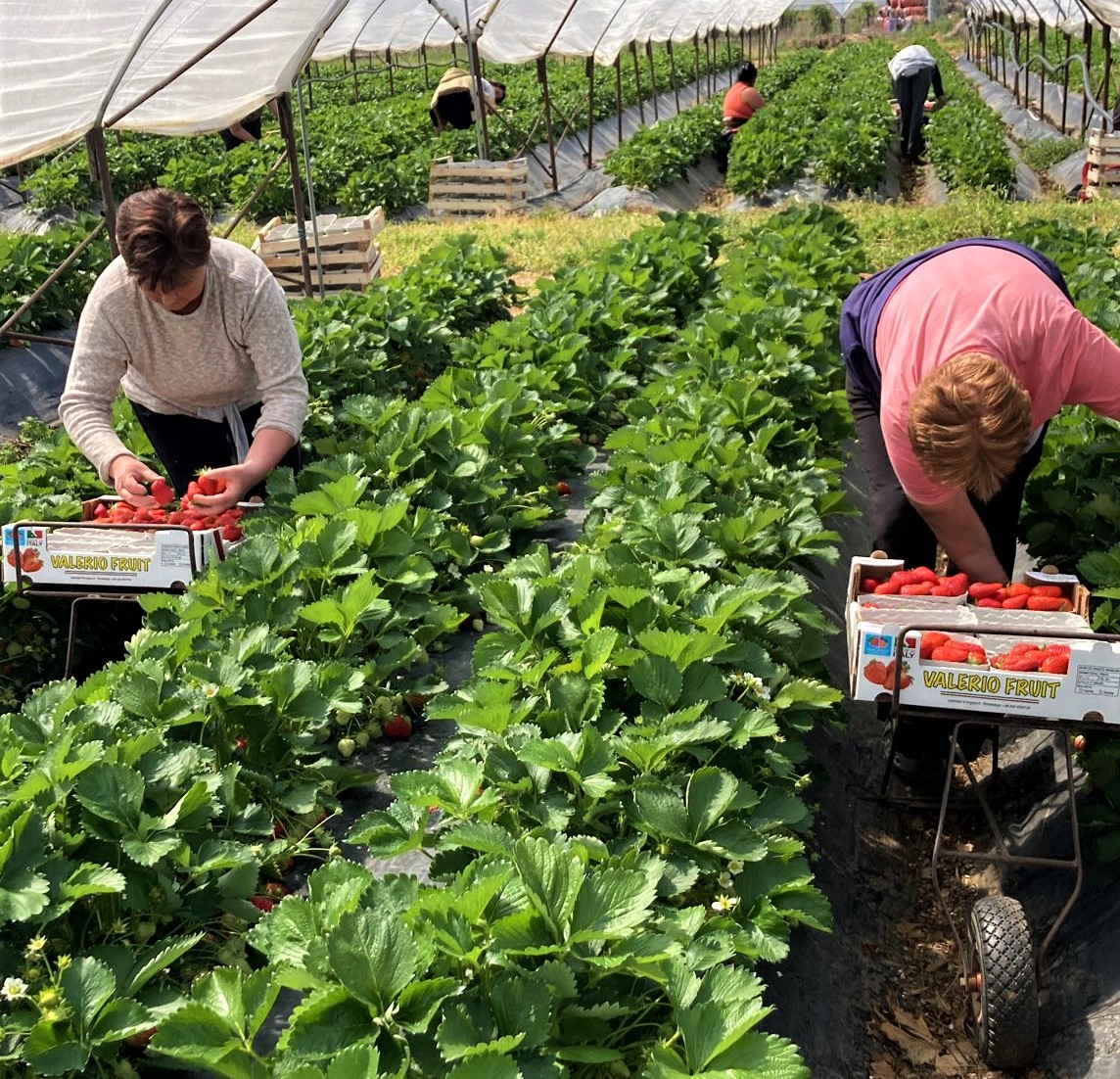Fragole, inizia la raccolta: quantità in linea con il 2021