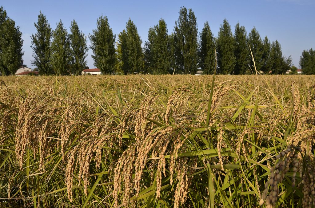 Riso: dal raccolto 2021 buona qualità e quotazioni in rialzo, ma ora tocca alla Ue