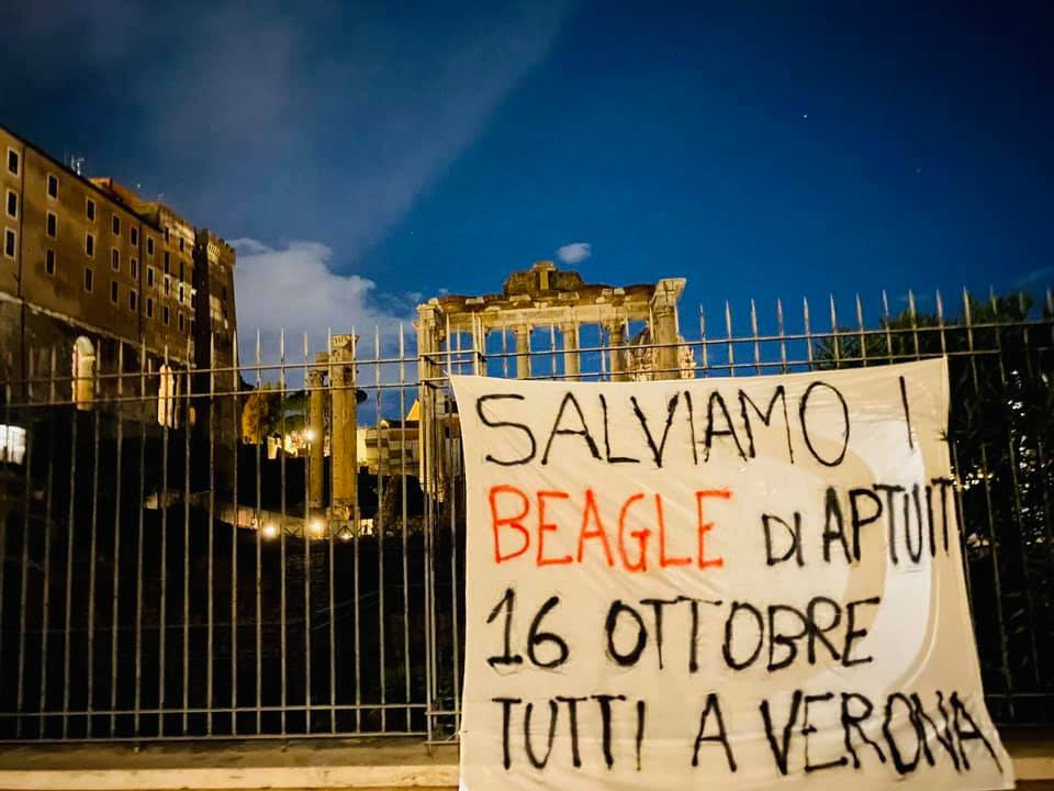 Sequestrati 25 fra cani e scimmie ai laboratori Aptuit in Borgo Roma 1 Sequestrati 25 fra cani e scimmie ai laboratori Aptuit