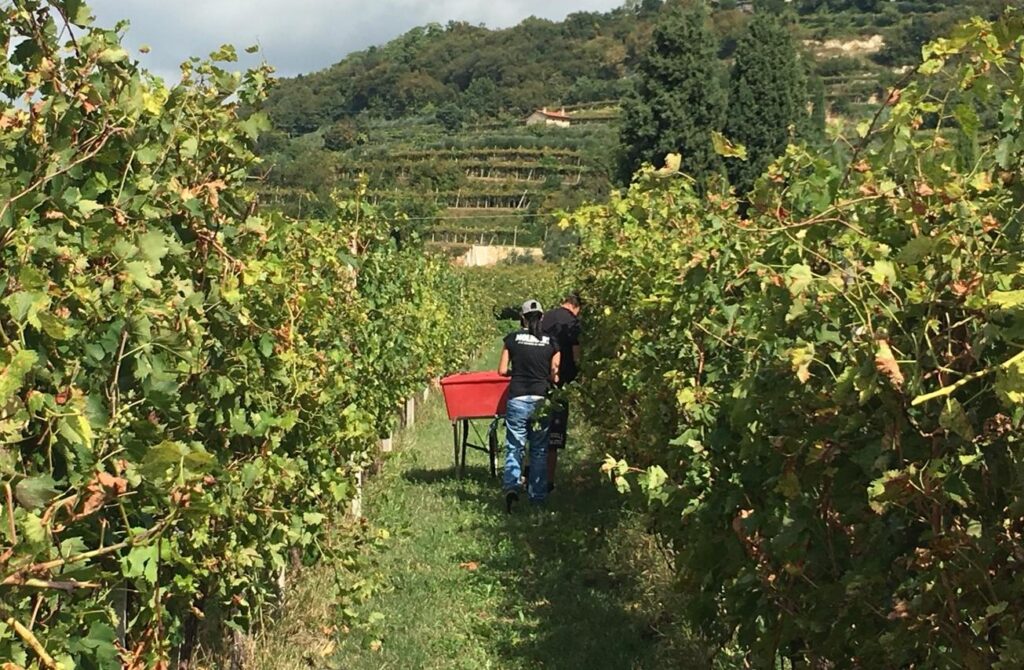 Osservatorio Uiv. Ottima vendemmia, ma in calo. Giù anche l’export 2 uiv