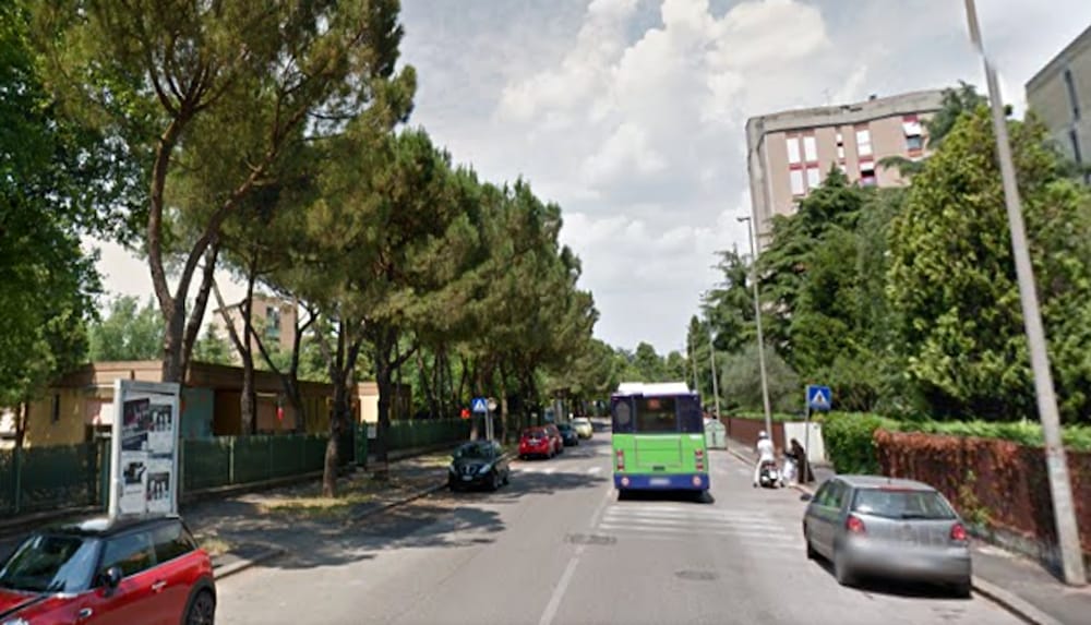 Pini marittimi di via Emo, Sboarina conferma: nessun abbattimento