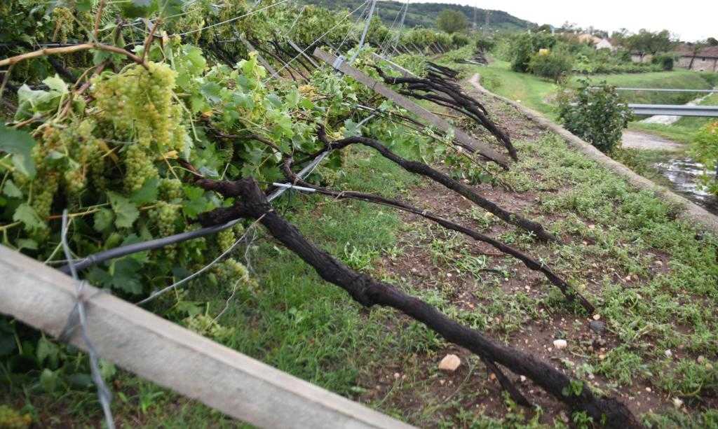 Massimo Mariotti a Conte: il Governo intervenga subito per l’agricoltura veronese piegata dal maltempo