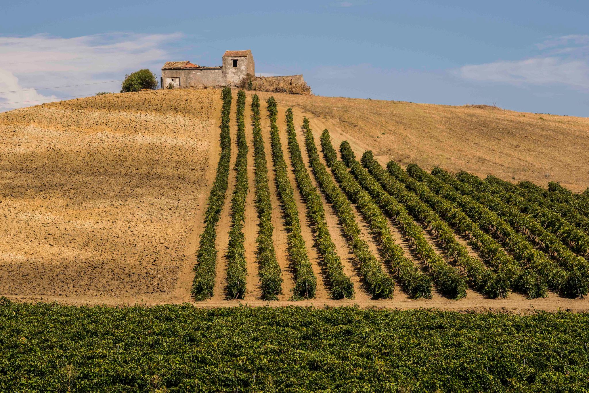 Grillo, cresce del 12% l’imbottigliato a giugno del bianco autoctono di Sicilia