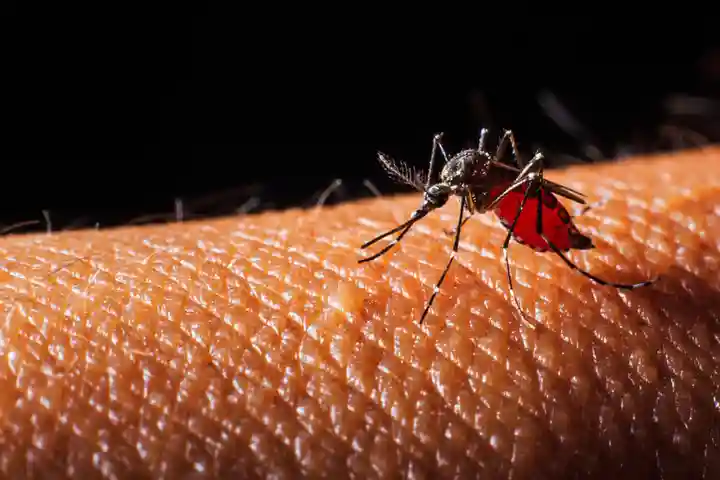 Allerta dengue in porti e aeroporti. E lotta alle zanzare 1 dengue