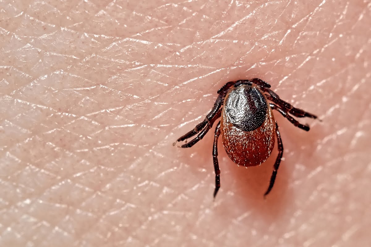 Zecche, è allarme morsi ai danni di uomini ed animali. I consigli di Federfarma