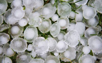 Grandine in Valpolicella: il CODIVE avvia verifica dei danni su viti e olivi