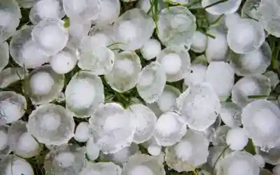 Assicurazioni agricole. Nel 2025 danni oltre i 29 milioni