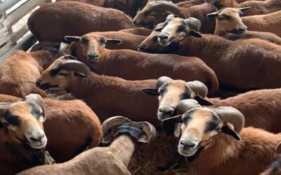 LAV. 90 Pecore del Camerun sequestrate nel Veronese