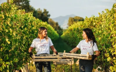 Vendemmia 2024, raccolto a 41 milioni di ettolitri. Ma il calo dei consumi pesa più del cambiamento climatico