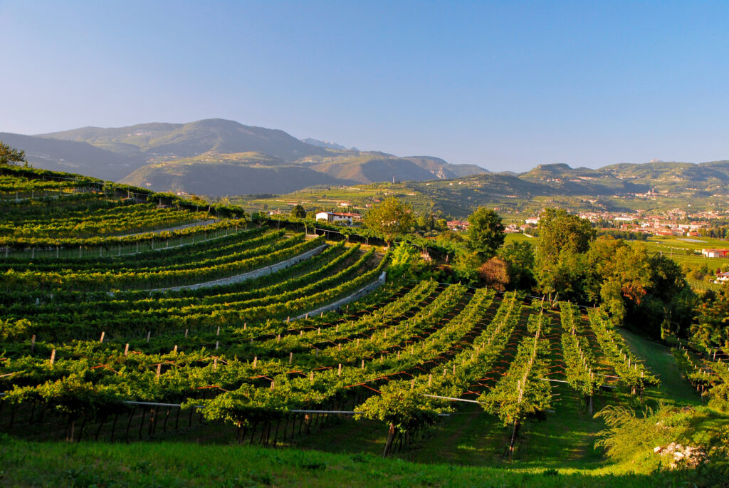 Amarone 2020, annata complessa che premia il savoir-faire della Valpolicella 1 Valpolicella