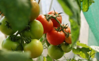 Buone performance per il pomodoro da industria in Veneto, nonostante le difficoltà primaverili