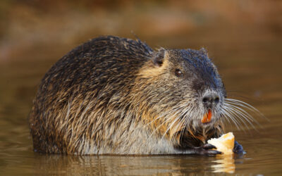 La Regione Veneto intensifica la lotta contro le nutrie con nuovi fondi e semplificazioni