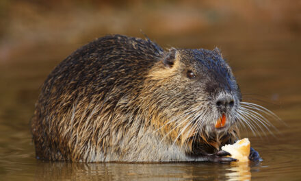 La Regione Veneto intensifica la lotta contro le nutrie con nuovi fondi e semplificazioni