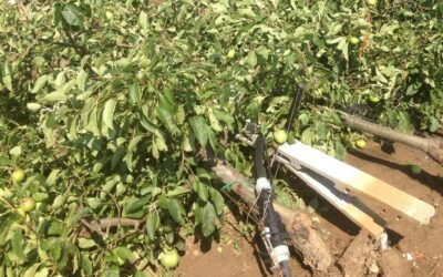 Agricoltura veronese sotto pressione: maltempo e vento minacciano le colture, ma arrivano 8,4 milioni di euro ai soci CODIVE