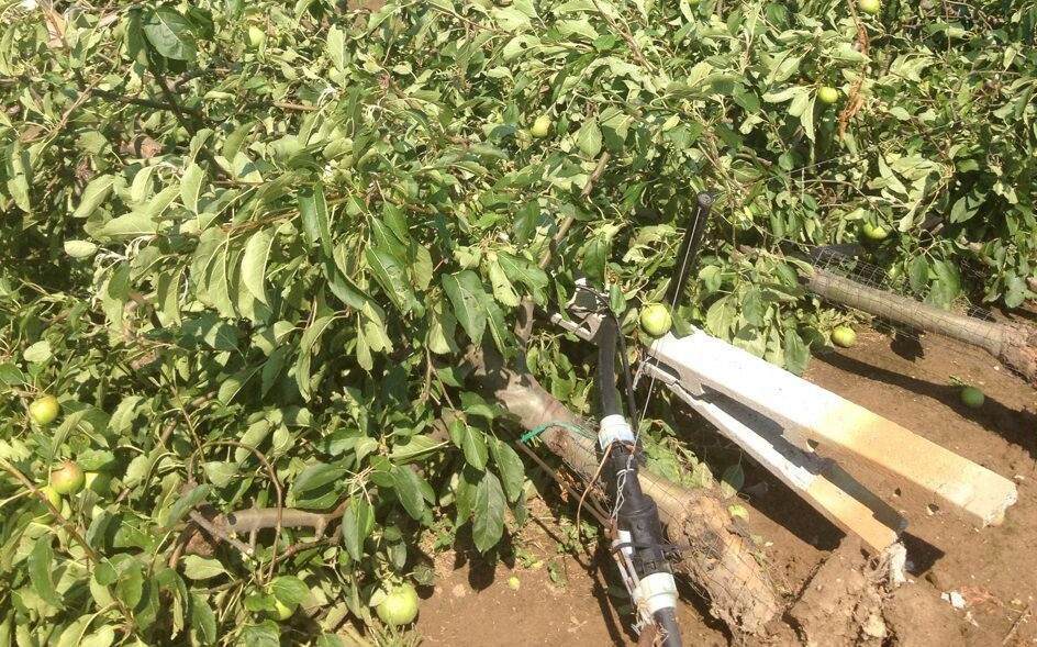 Agricoltura veronese sotto pressione: maltempo e vento minacciano le colture, ma arrivano 8,4 milioni di euro ai soci CODIVE