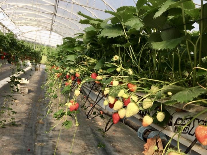 È tempo di fragole: raccolta in pieno svolgimento e frutti di qualità eccellente