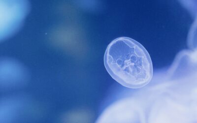 Imminente la legge per l’adozione degli embrioni congelati