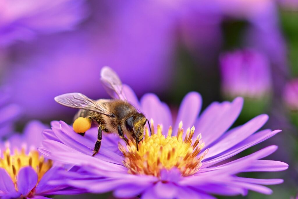 Con il caldo sono scoppiate le pollinosi allergiche