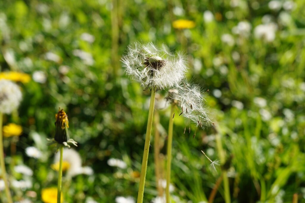 Con il caldo sono scoppiate le pollinosi allergiche