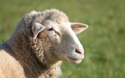 Salviamo la pecora brogna