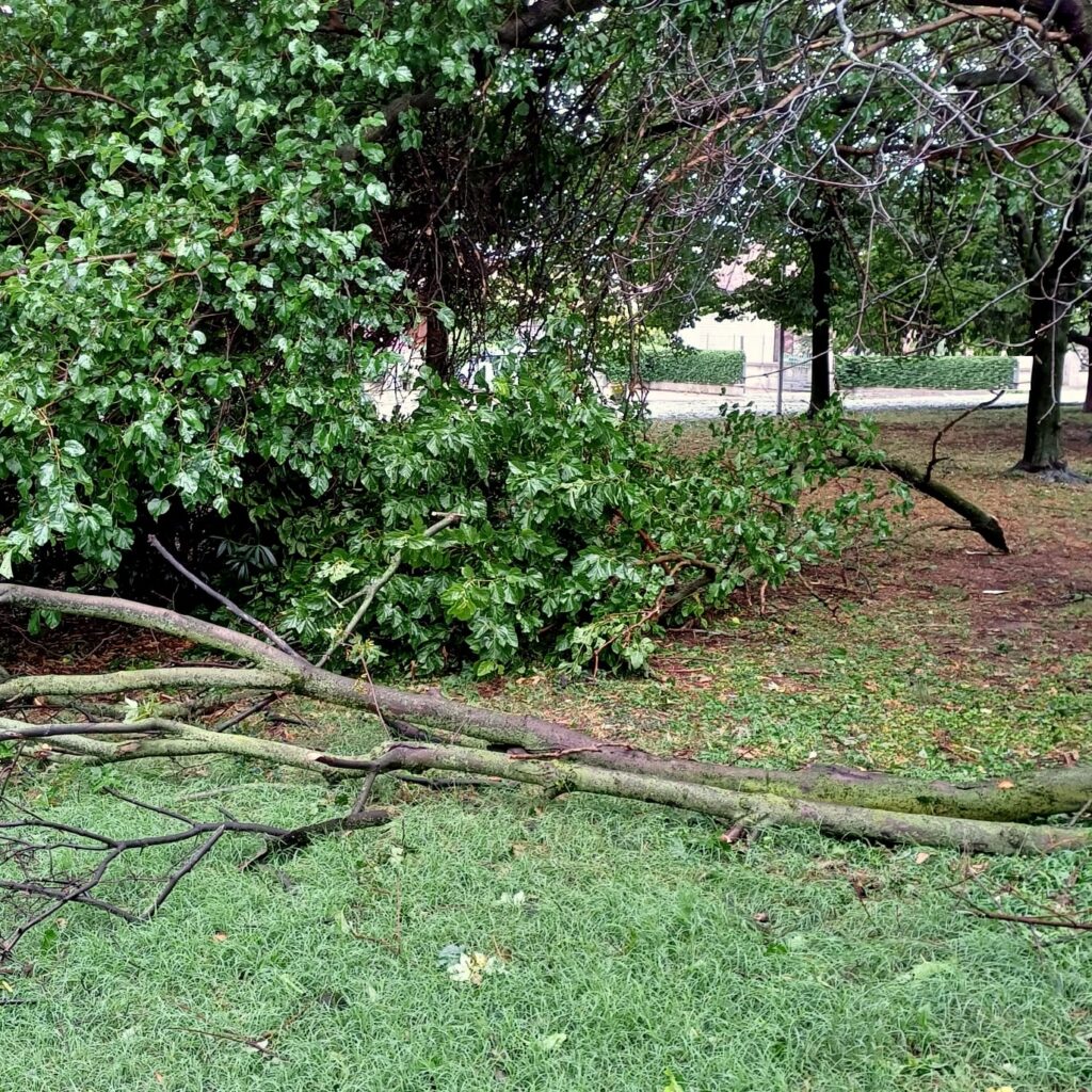 I rami spezzati, un "classico" del fortunale