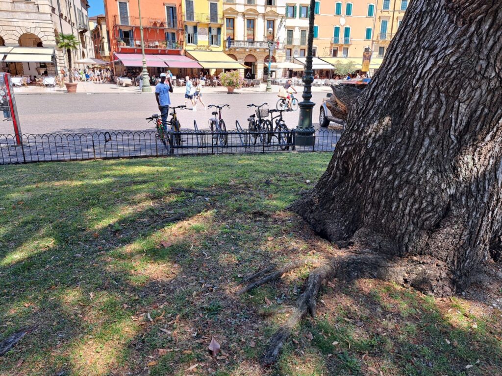 Cedro di piazza Bra, possibile sollevamento della zolla radicale: area transennata in attesa della perizia 1 foto cedro Bra 3