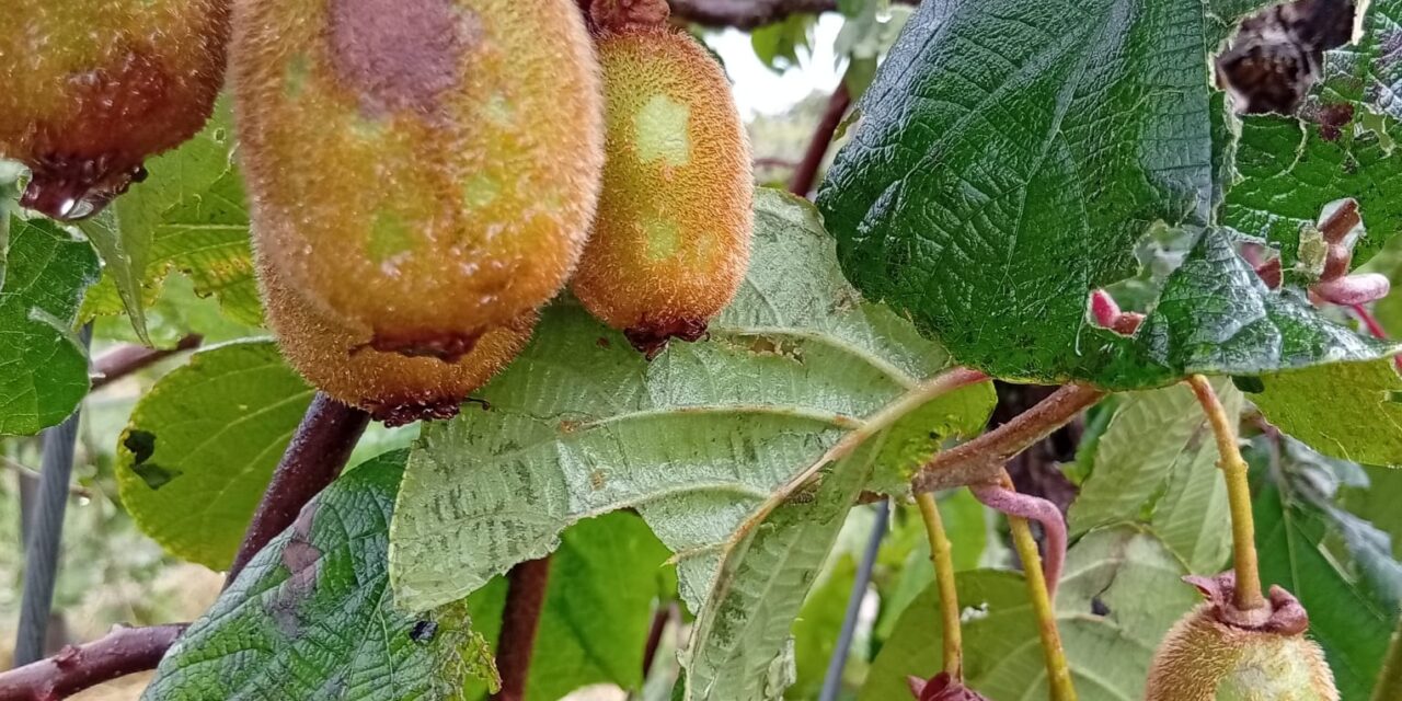Tempesta. Danni all’agricoltura nell’est veronese