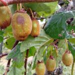 Tempesta. Danni all’agricoltura nell’est veronese