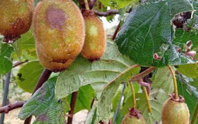 Tempesta. Danni all’agricoltura nell’est veronese