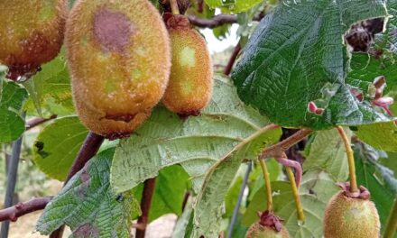 Tempesta. Danni all’agricoltura nell’est veronese