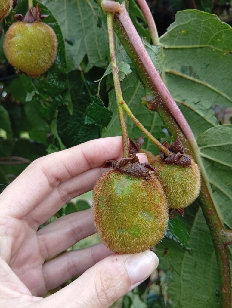 kiwi danneggiati dalla grandine
