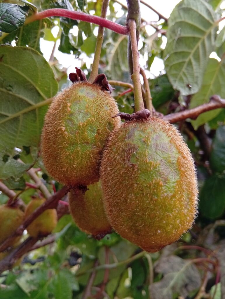 Tempesta. Danni all'agricoltura nell'est veronese