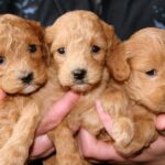 Nuove regole contro il commercio illegale di cani e gatti