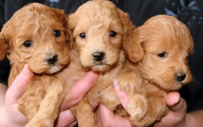 Nuove regole contro il commercio illegale di cani e gatti