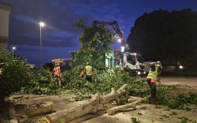 Maltempo: AMIA al lavoro per ripristinare parchi e giardini dopo il violento temporale