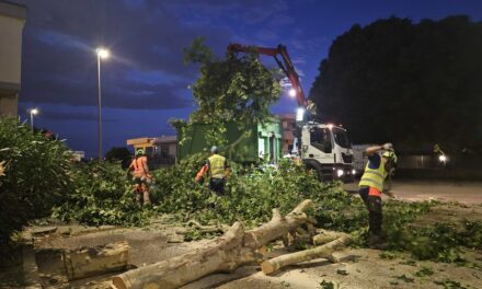 Maltempo: AMIA al lavoro per ripristinare parchi e giardini dopo il violento temporale