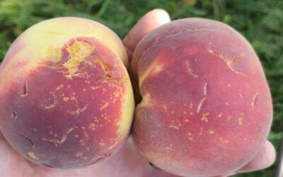 Grandine e temporali danneggiano coltivazioni in provincia di Verona