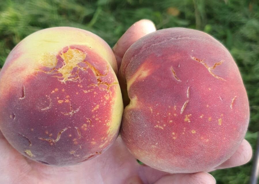 Grandine e temporali danneggiano coltivazioni in provincia di Verona