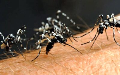 Chikungunya. 10 regole per difendersi