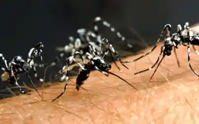 Zanzare. 1° caso di West Nile Virus a Villabartolomea