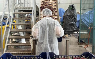 Ciliegia delle Colline Veronesi: chiusa la campagna 2025 tra difficoltà climatiche e conferme di qualità