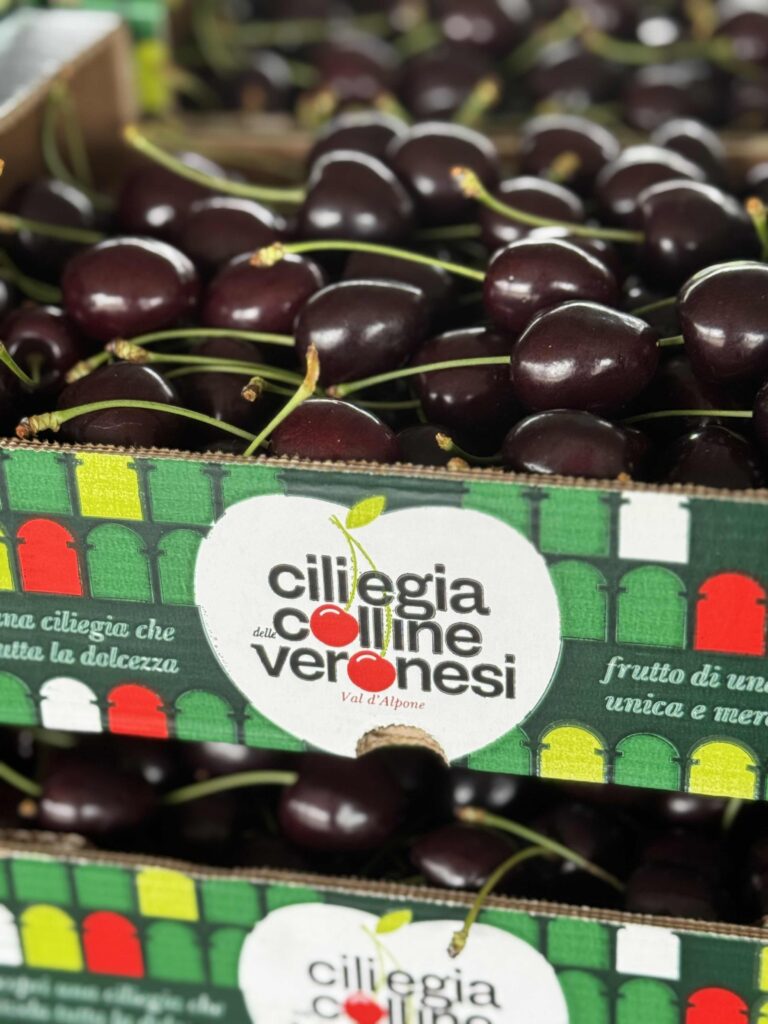 Ciliegia delle Colline Veronesi: chiusa la campagna 2025 tra difficoltà climatiche e conferme di qualità 2 ciliegie vassoi vert