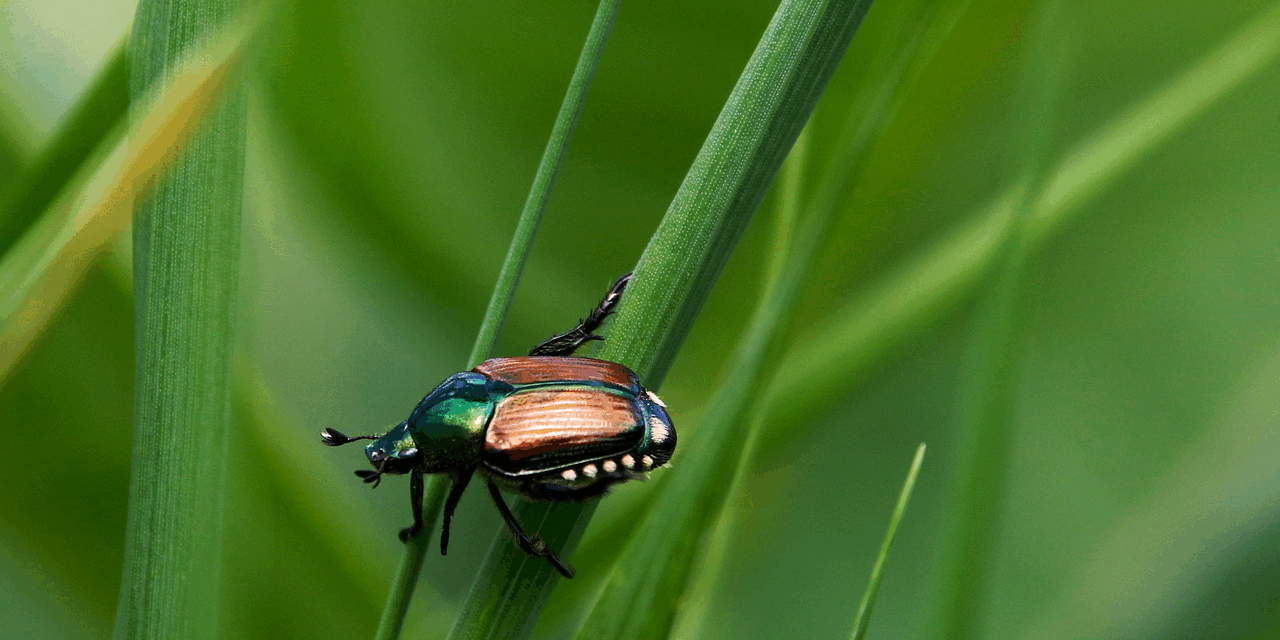 Insetti alieni. La denuncia di Rigo