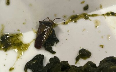 Mensa provvisoria AOUI: un insetto nel piatto. Sindacato e politica chiedono interventi immediati