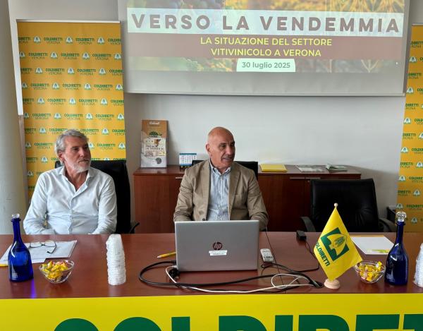 vettorello albano ok w600 h469