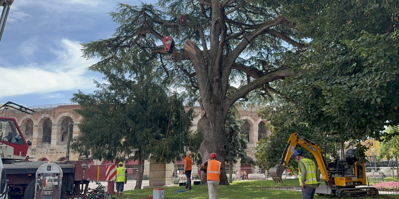 Cedro di Piazza Bra: conclusi gli scavi, al via la messa in sicurezza dell’imponente albero secolare
