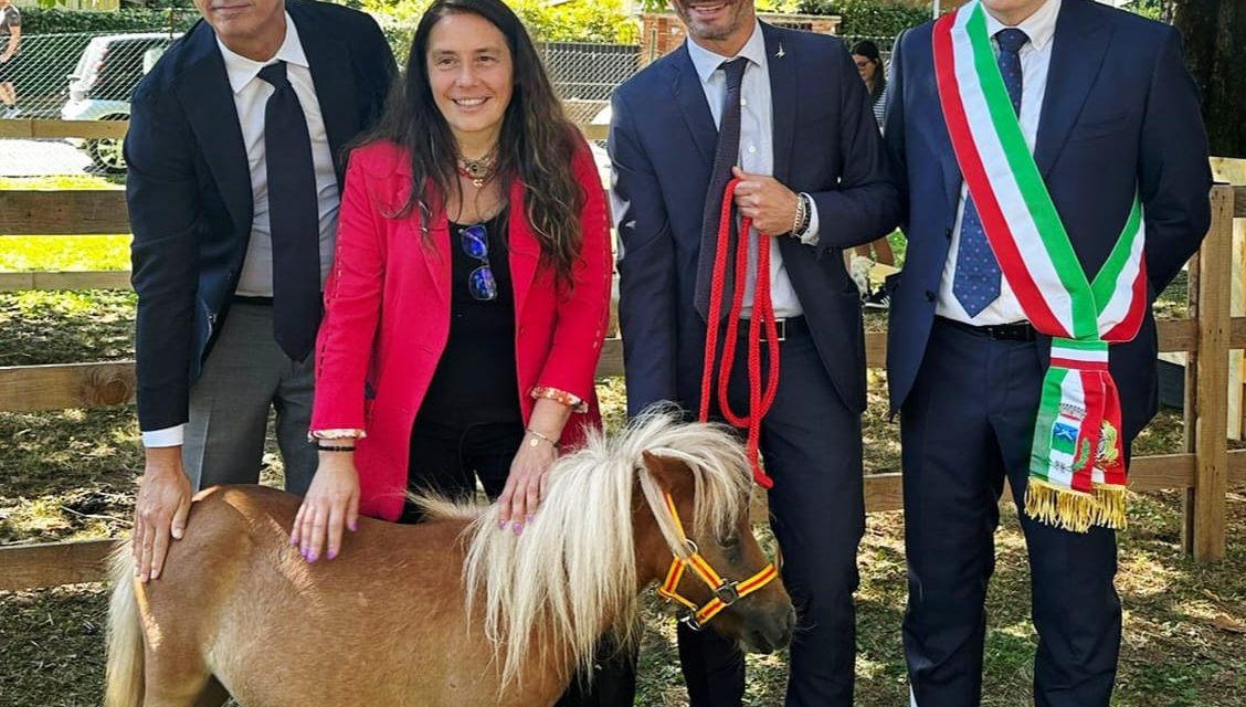 La mostra dei cavalli Haflinger a Sommacampagna