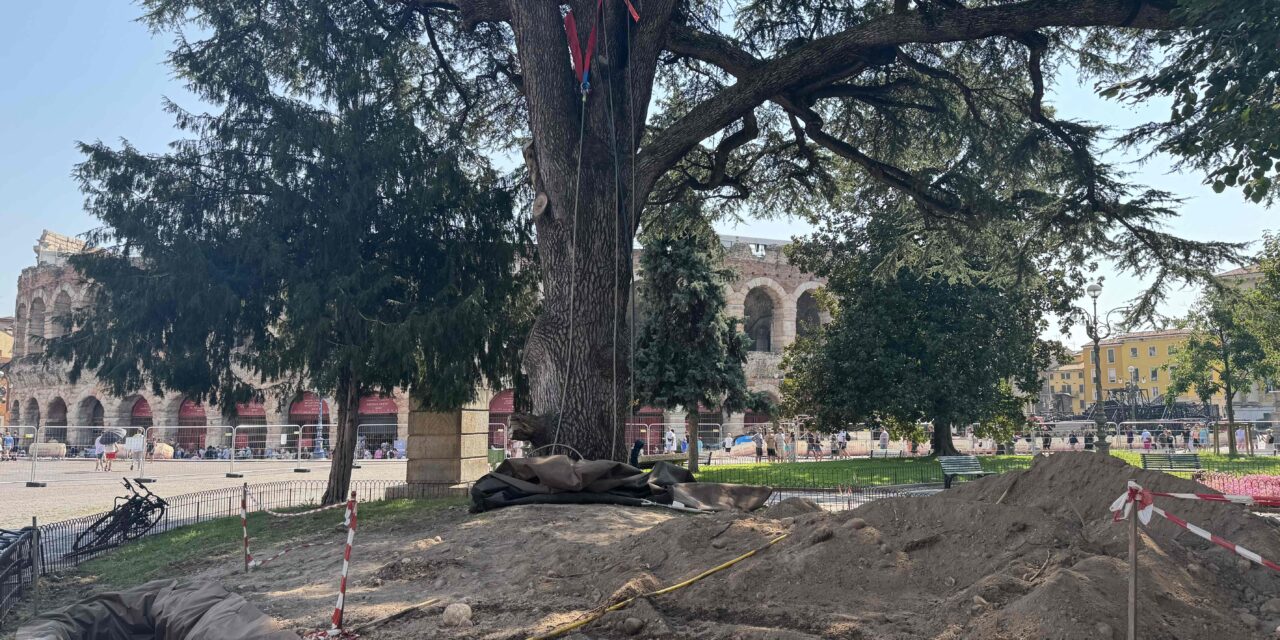 Cedro di Piazza Bra: fissati i pali di sostegno, lavori verso la conclusione