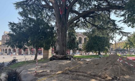 Cedro di Piazza Bra: fissati i pali di sostegno, lavori verso la conclusione